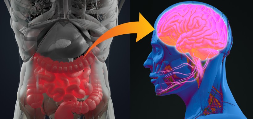 Le microbiote intestinal, point de contrôle de l’humeur ?!